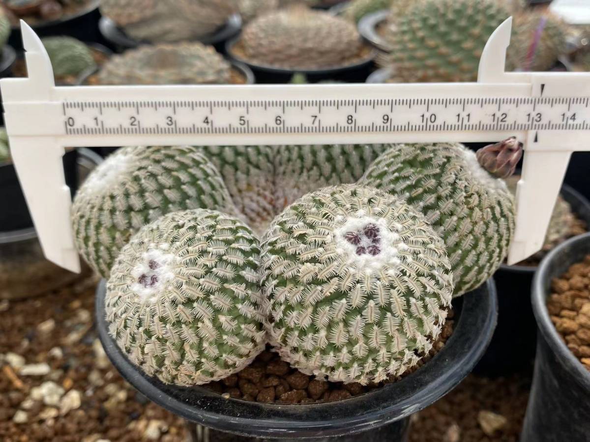 カリバナス フーケリー calibanus hookeri 国内実生（多肉植物 観葉