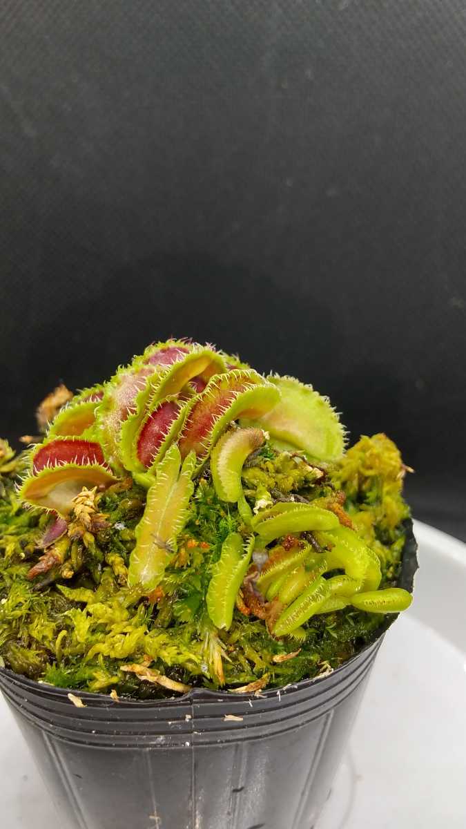 Kim muscipula Dionaea Venus | BCP Jong-un – Sung Il ' Plants
