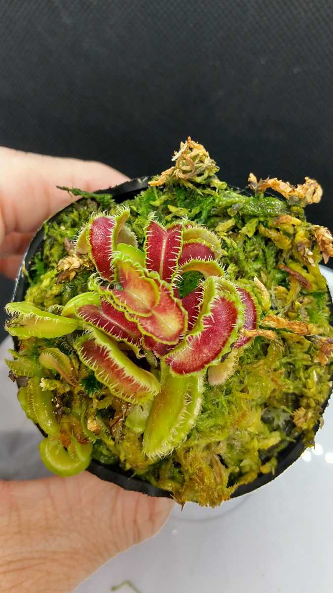 Kim muscipula Dionaea Venus | BCP Jong-un – Sung Il ' Plants