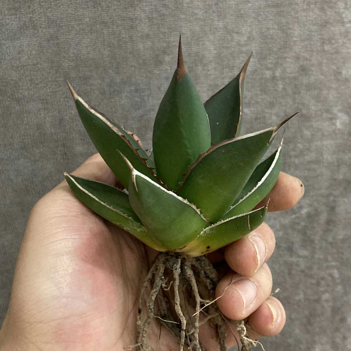 特選18-25】アガベ 多肉植物 パープソラム AGAVE purpusorum 帝釈天