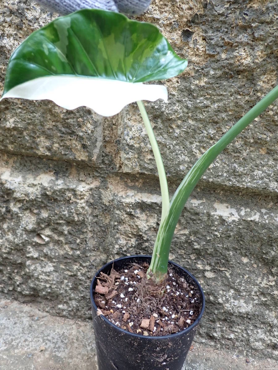 クワズイモ 斑入り ハーフムーン