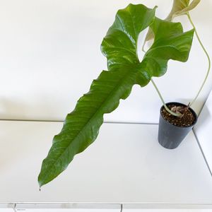 AnthuriumのYahoo!オークション(旧ヤフオク!)の相場・価格を見る