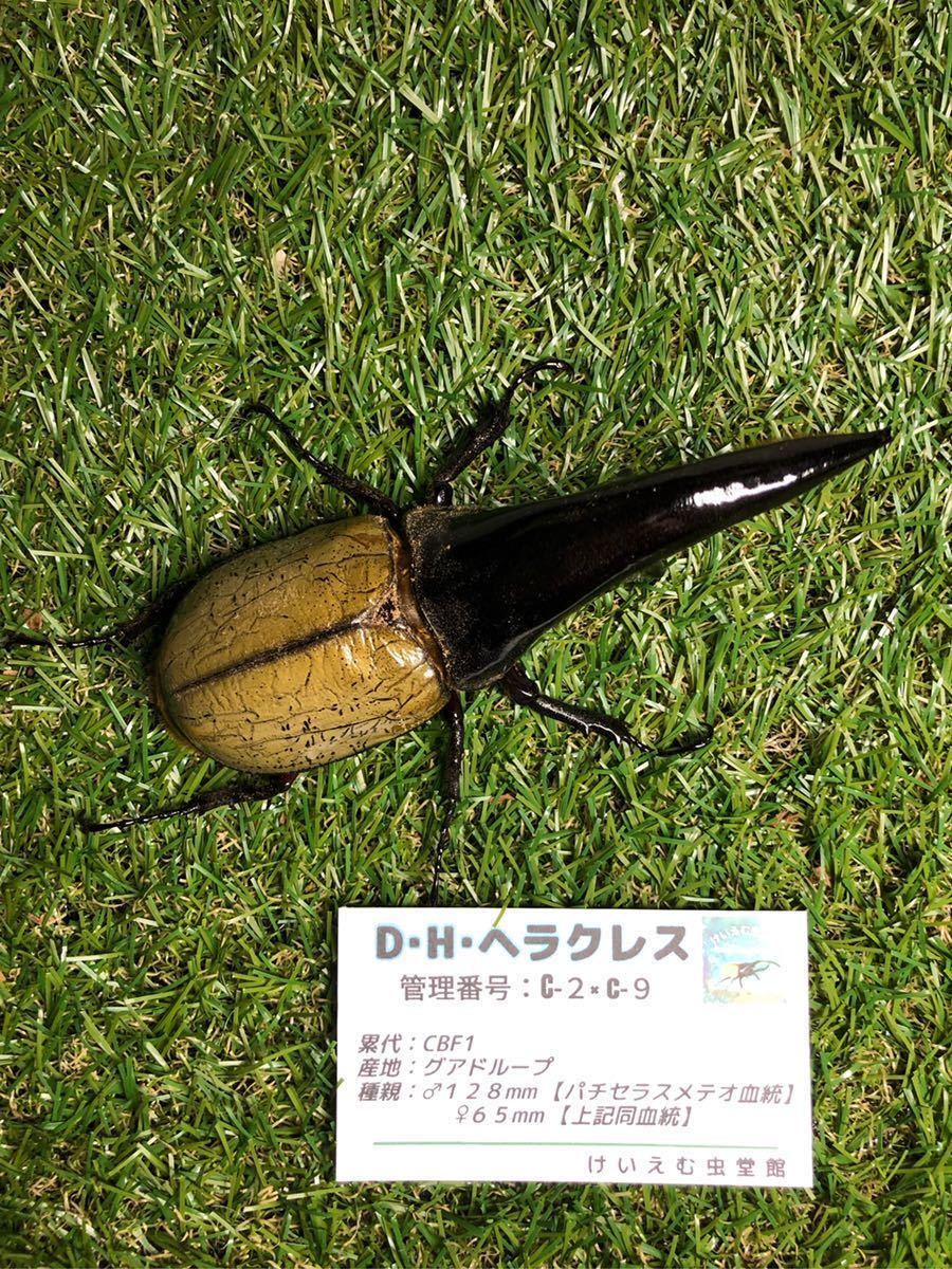 【極太極短】パチセラスメテオ × c68メテオ ♀単品 ※即決で♀もう１頭プレゼント ♀６８mm D・H・ヘラクレス