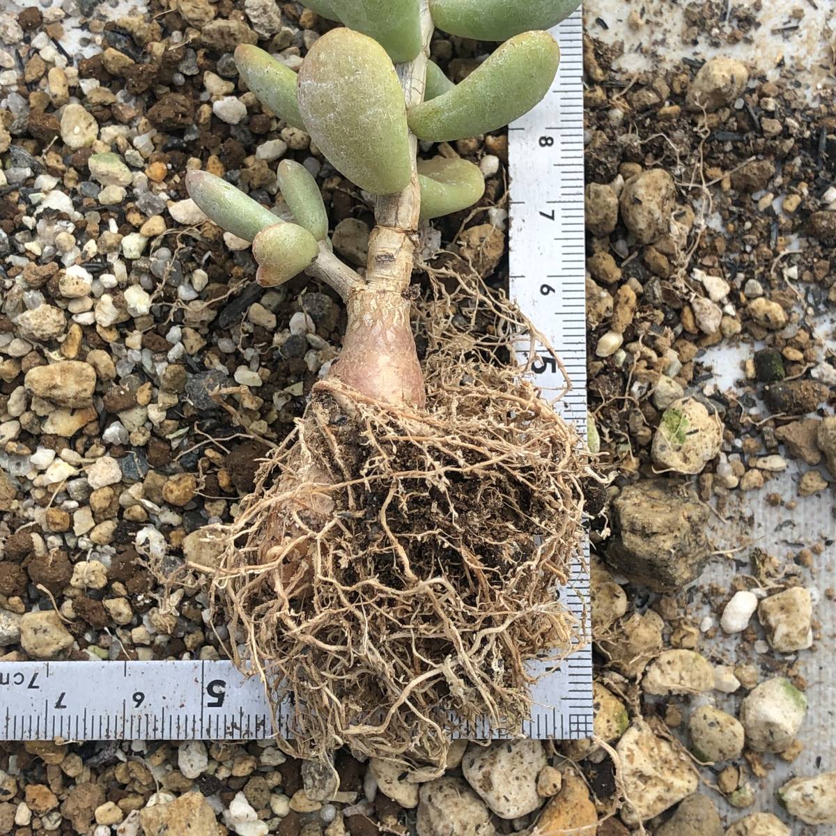 ケラリア ピグマエア 実生 Ceraria pygmaea cp②GP 玉葉粒葉丸葉 親木