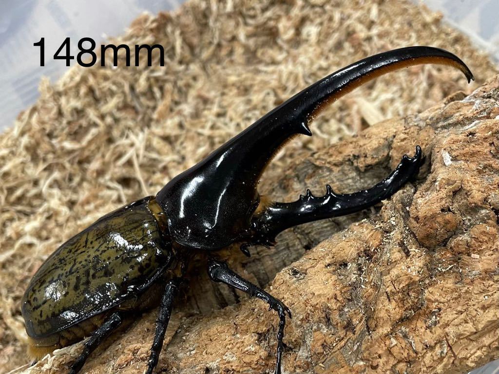 ヘラクレスオオカブト 3頭セット 148mm 123mm 61mm 外国産 売買されたオークション情報 Yahooの商品情報をアーカイブ公開 オークファン Aucfan Com