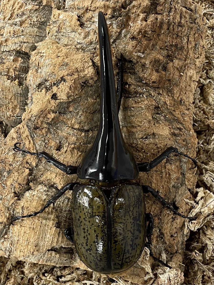 ヘラクレスオオカブト 3頭セット 148mm 123mm 61mm 外国産 売買されたオークション情報 Yahooの商品情報をアーカイブ公開 オークファン Aucfan Com