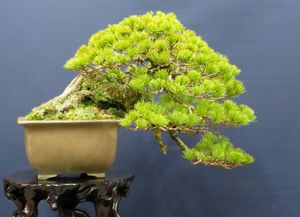 五葉松のYahoo!オークション(旧ヤフオク!)の相場・価格を見る｜Yahoo