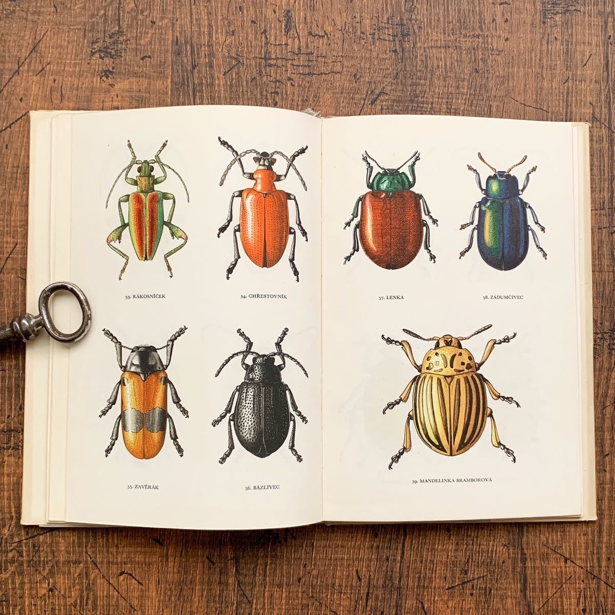 788種類の美しい昆虫のリトグラフ]チェコの古い昆虫 : (ポケット図鑑