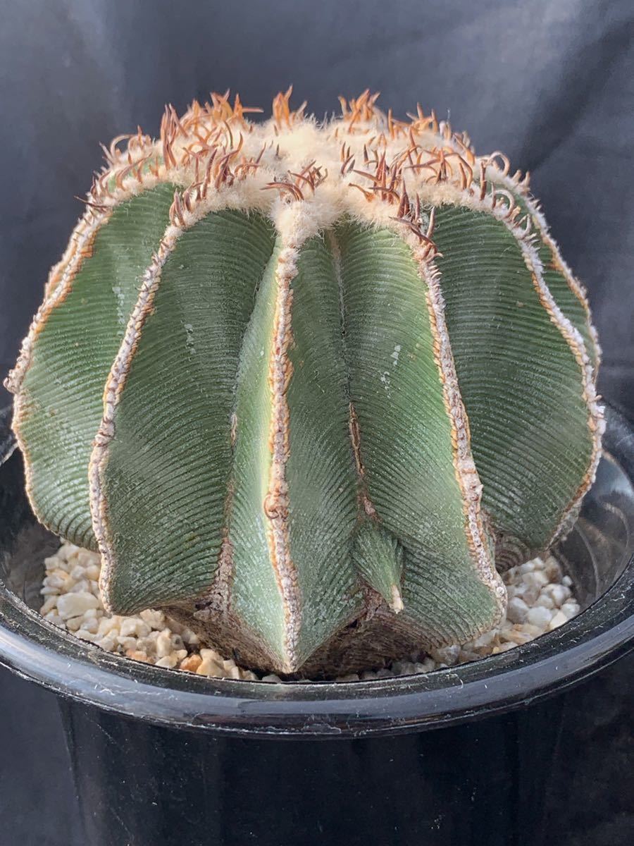 山木 ヒントニー アズテキウム サボテン メキシカーナ 花籠 紅籠 銀牡丹 精巧丸 菊水 帝冠 アロンソイ 黒王丸 輸入球 現地球 サボテン 売買されたオークション情報 Yahooの商品情報をアーカイブ公開 オークファン Aucfan Com