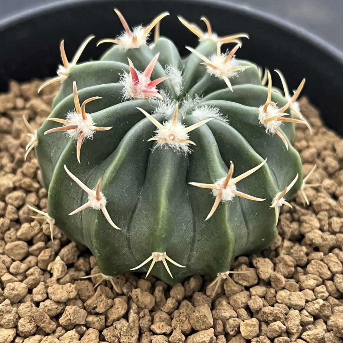 ☆奈研☆サボテン・多肉植物☆694☆短刺綾波 実生 Homalocephala