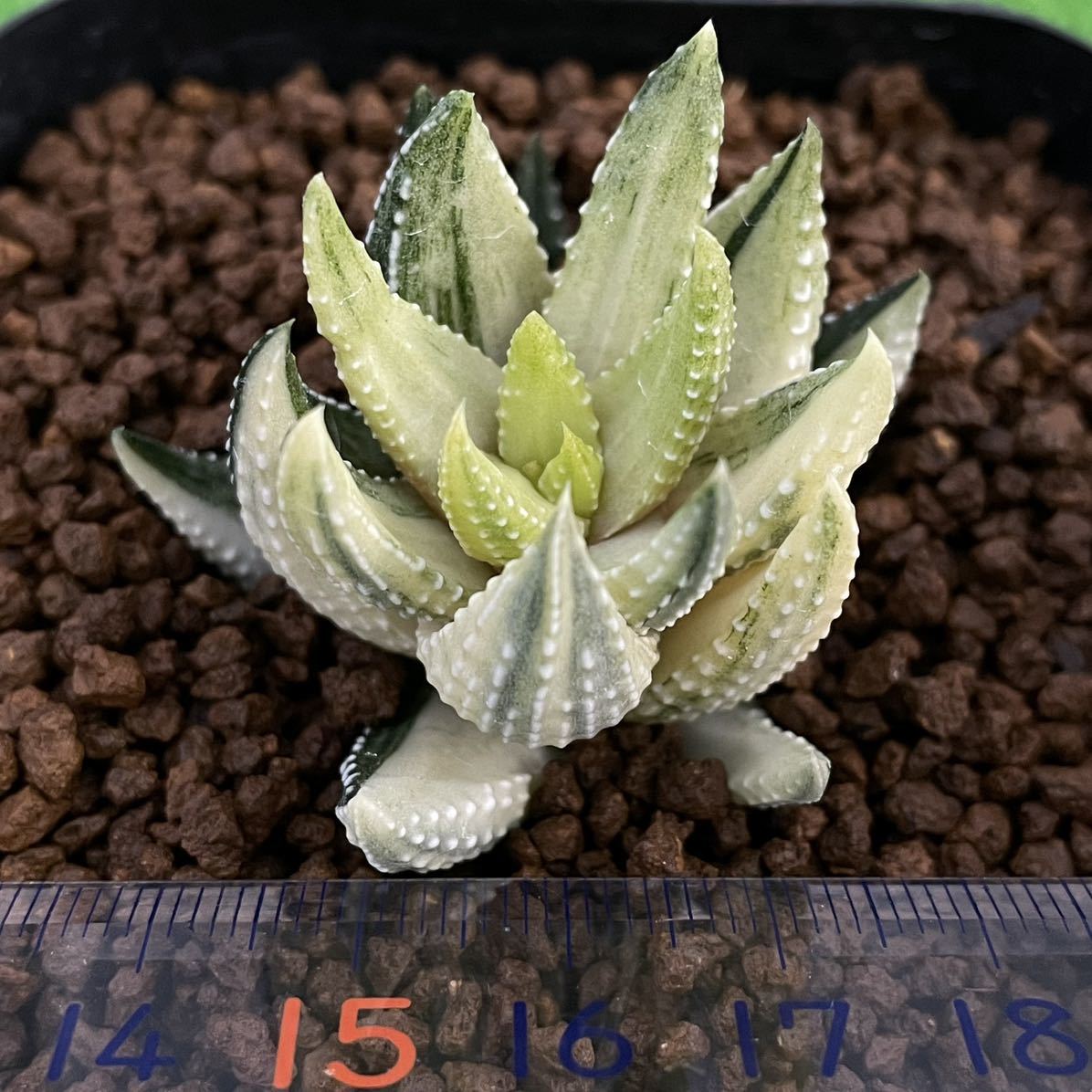 ≧∇≦）多肉植物 ハオルチア 九輪塔錦 ハオルチア 九輪塔 多肉植物：
