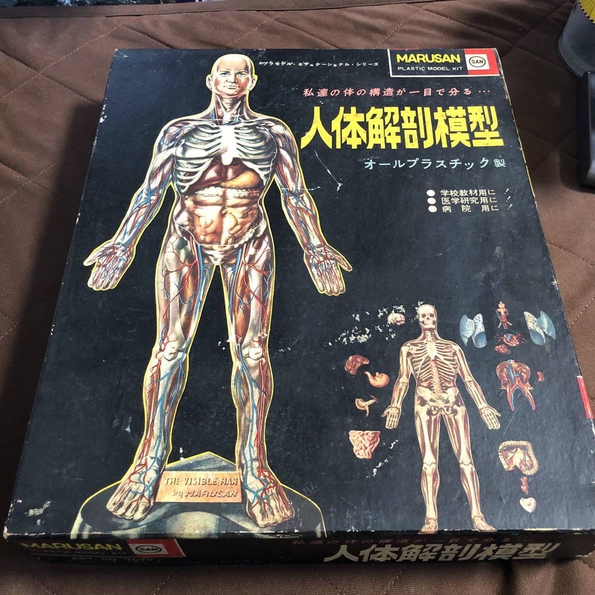希少 マルサン 人体解剖模型 1/5スケール プラモデル 当時物 マルサン 人体解剖模型 - 希少 プラモデル 未組立 by 当時物の通販