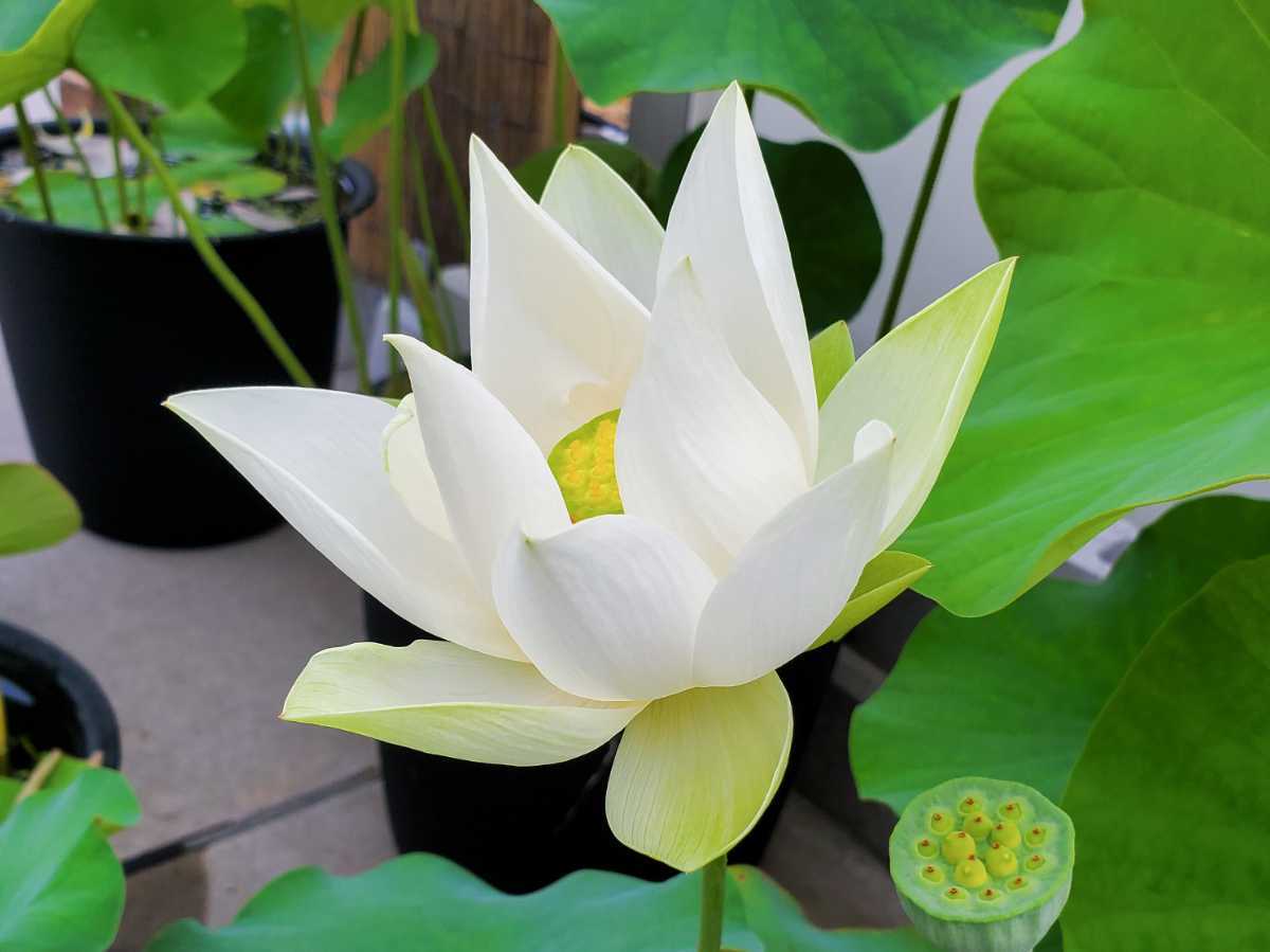 花ハス 観賞用蓮 エンジェルウィング レンコン苗 その他 売買されたオークション情報 Yahooの商品情報をアーカイブ公開 オークファン Aucfan Com