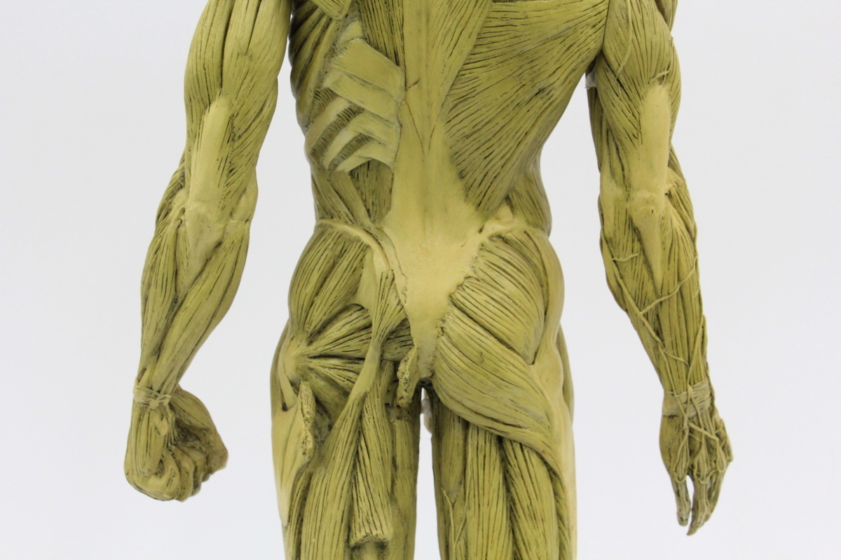 男性 人体模型 ANDREW CAWRSE HUMAN ANATOMY-MALE 高さ 約60㎝◇A0243  