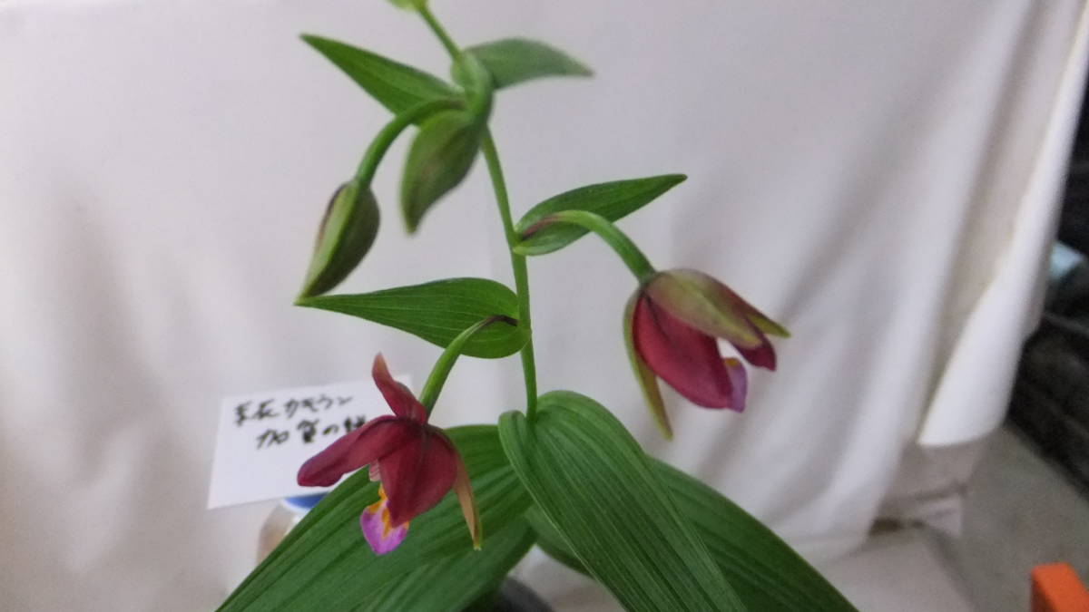 山野草 真紅カキラン銘品加賀の緋開花予定芽 【公式通販】