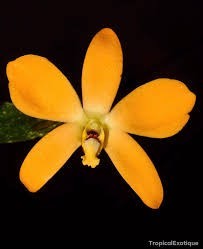  洋蘭原種 866 最高に美しい 種 Sibling Diplocaulobium Den. auricolor ディプロコーロビューム アウリカラー(ラン)｜売買されたオークション情報、yahooの商品情報をアーカイブ公開 - オークファン ラン