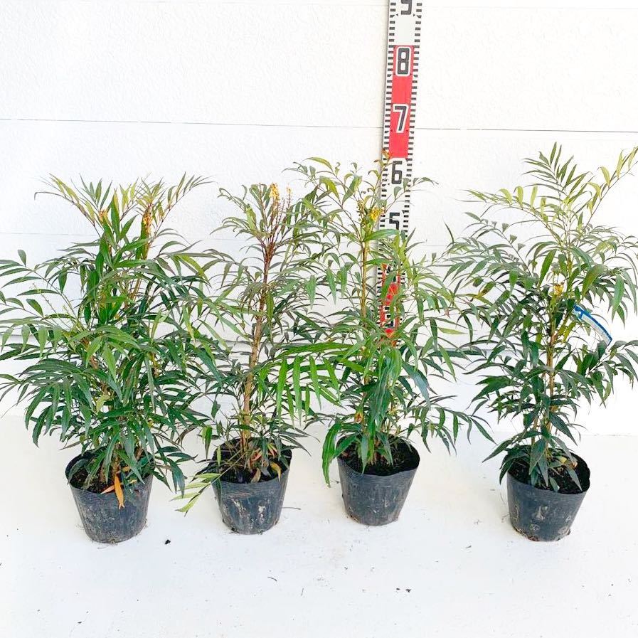 マホニア コンフューサ 4本セット 約:cm【庭木 シンボルツリー 植木 細