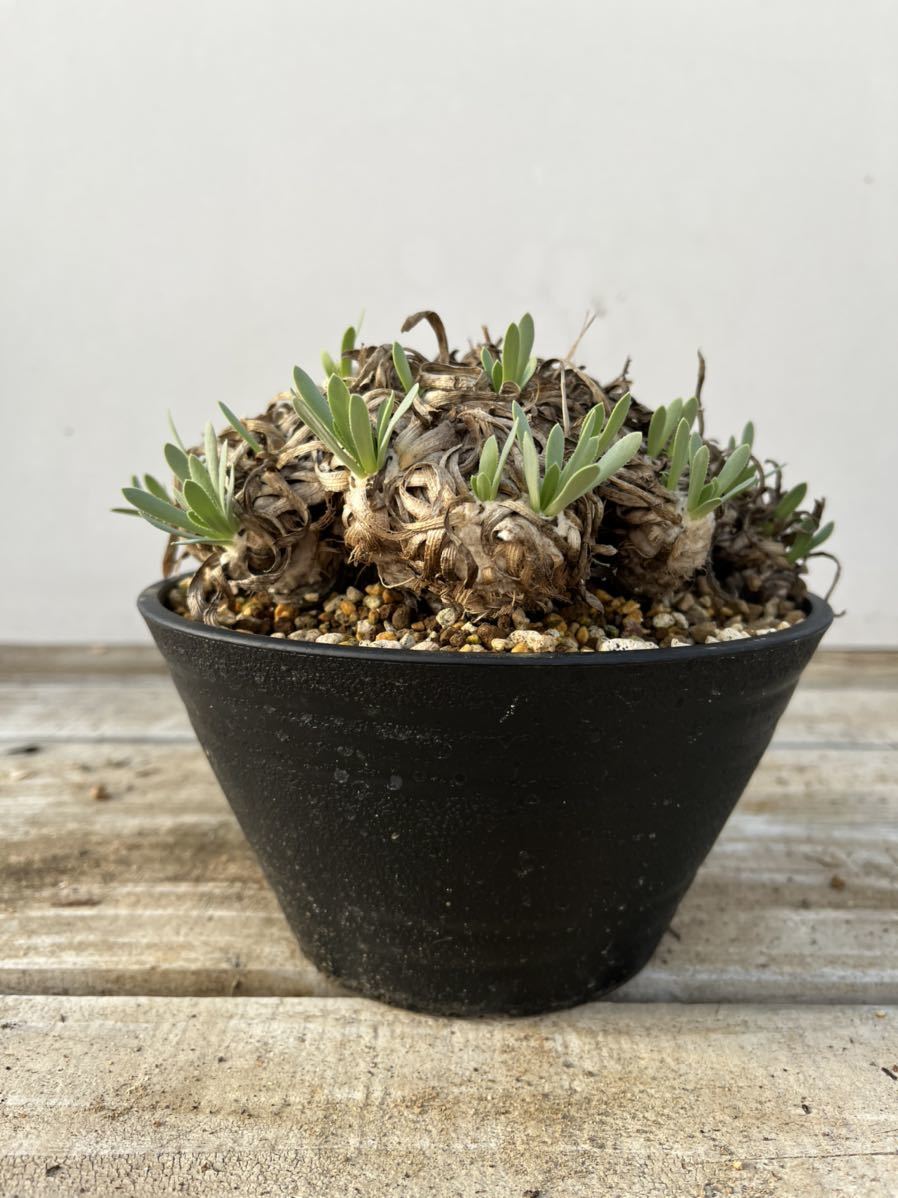 多肉植物 ハオルシア 裏般若錦極上斑 【定番人気，SALE】 【公式通販】