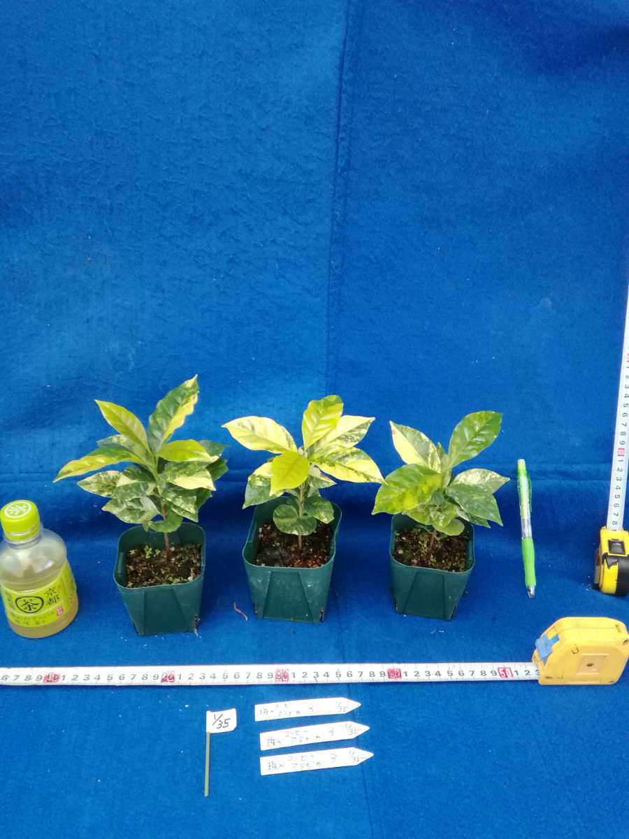 NO.0135 斑入り 観葉植物 斑入りコーヒーの木 アラビカ種 3ヶセット