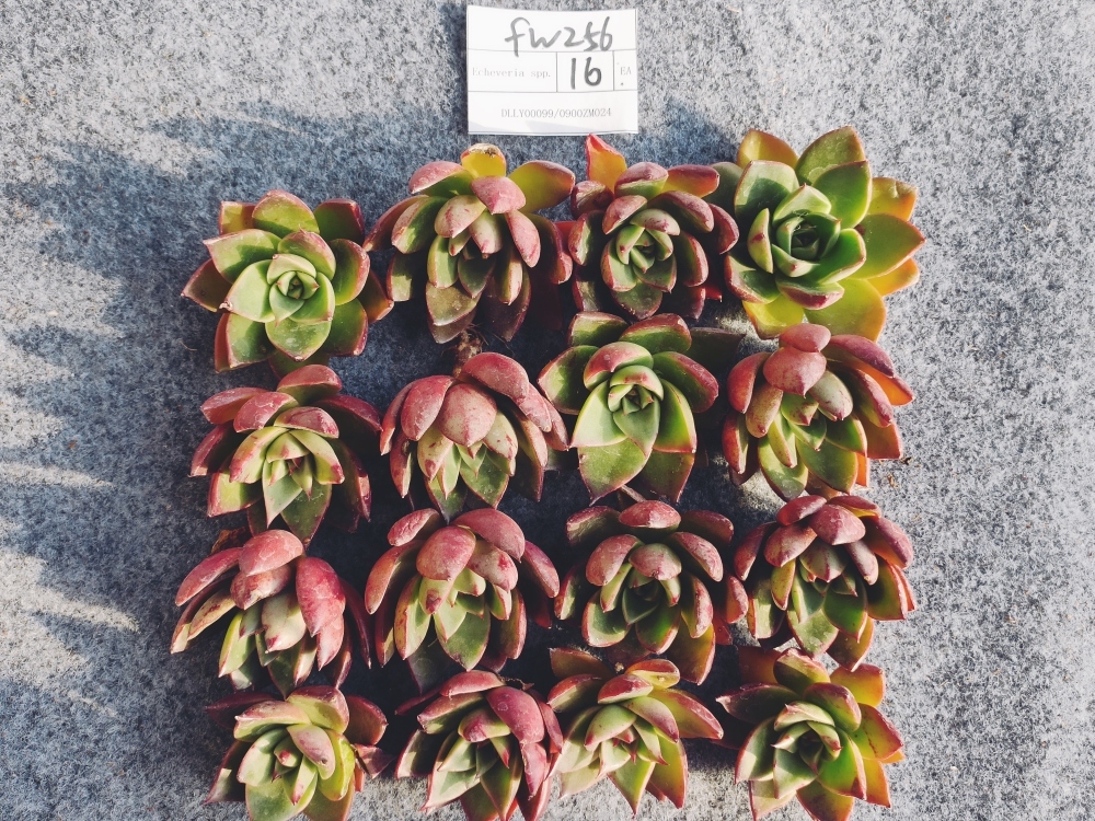 多肉植物 エケベリア fw256新品種 エボニー×ベルバラロンギシマ16個