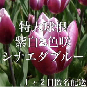 レビューで送料無料 まとめ売り チューリップ 入学式 匿名配送 可愛い 春 植物 水栽培 球根 B9c81b9f 超高品質で人気の Pn Batam Go Id
