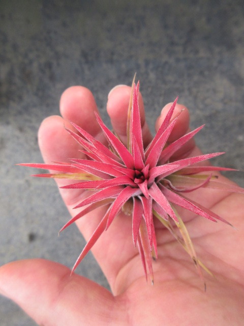 炎 チランジア イオナンタ ルブラ ティランジア エアープランツ 同梱可能 アナナス 売買されたオークション情報 Yahooの商品情報をアーカイブ公開 オークファン Aucfan Com 炎 チランジア イオナンタ ルブラ ティランジア エアープランツ 同梱可能 アナナス 売買されたオークション情報 Yahooの商品情報をアーカイブ公開 オークファン Aucfan Com