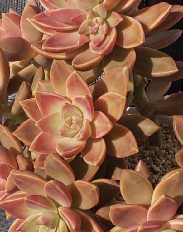 多肉植物 ☆カリフォルニアサンセット☆葉挿し☆10枚☆寄せ植え 綺麗な 