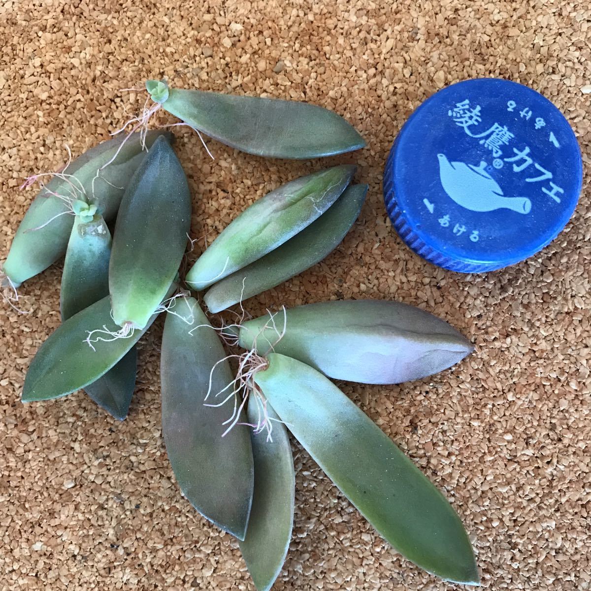 多肉植物 ☆カリフォルニアサンセット☆葉挿し☆10枚☆寄せ植え 綺麗な 