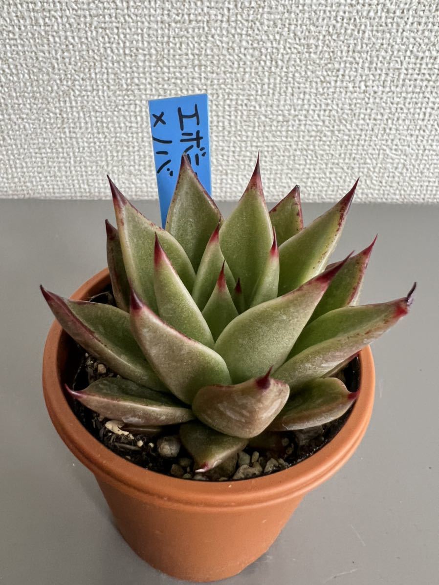 人気種 おらいさん苗 ミックスベリア 青鬼 札付き 多肉植物 公式WEB