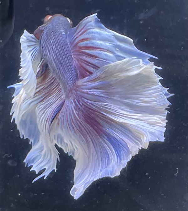 ベタ ダンボ ハーフムーン ローズテール バタフライ 若紫色 若魚 ベタ 売買されたオークション情報 Yahooの商品情報をアーカイブ公開 オークファン Aucfan Com