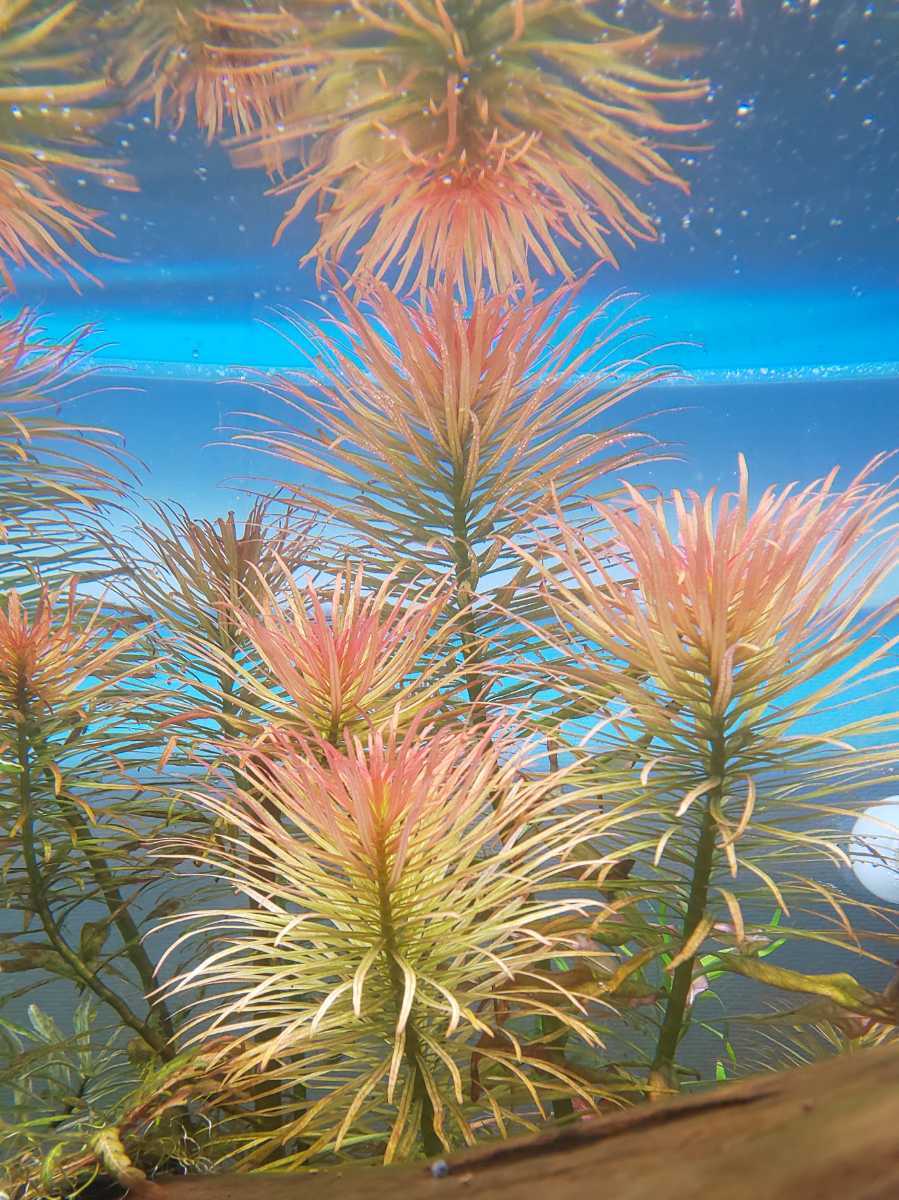 【水中葉】パンタナルレッドピンネイト5本_1