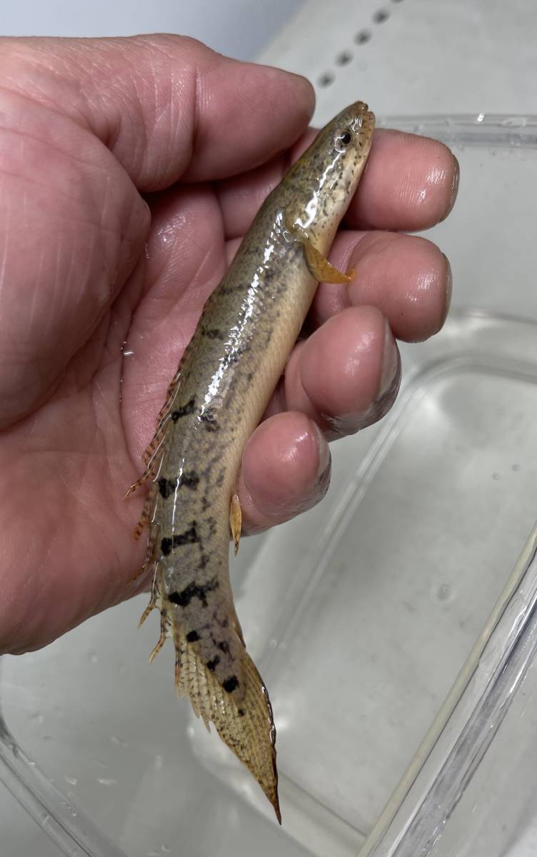 良いサイズ ポリプテルスデルヘッジ 生体 古代魚 幼魚 鑑賞魚 熱帯魚 淡水魚 肉食魚 その他 売買されたオークション情報 Yahooの商品情報をアーカイブ公開 オークファン Aucfan Com