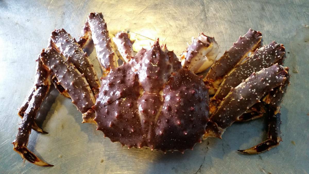 北海北の味限定1尾特大Sランク活堅訳なし本タラバオス1尾4.8ｋｇ