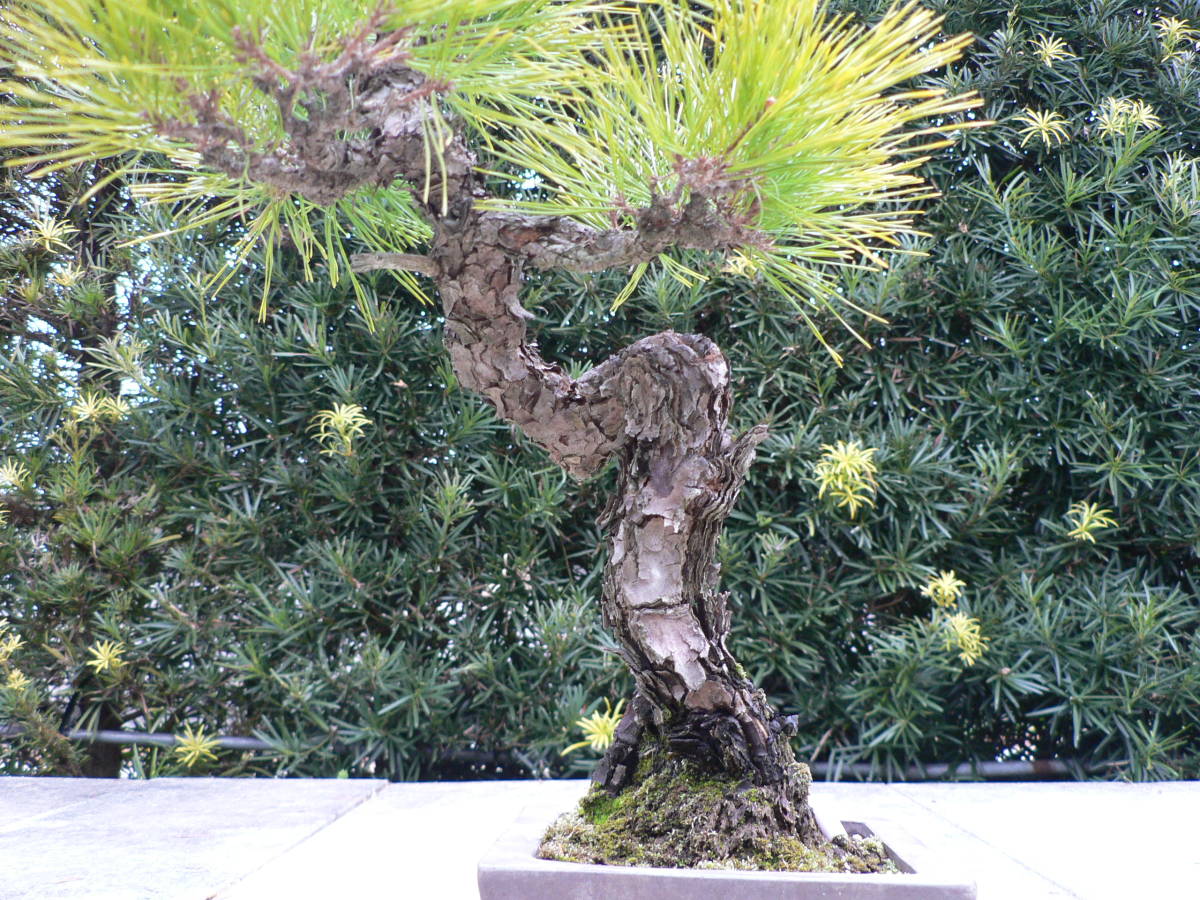 五葉松 小品盆栽 葉性良し 盆栽 素材 観葉植物黒松赤松糸魚川真柏五葉松