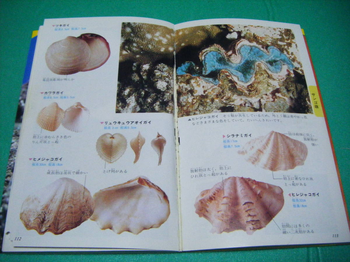 書籍 貝殻 海の貝 学研の観察図鑑 東京水産大学教授 理学博士 奥谷喬司監修 約11 １８ １ｃｍ １８７頁 生物学 売買されたオークション情報 Yahooの商品情報をアーカイブ公開 オークファン Aucfan Com