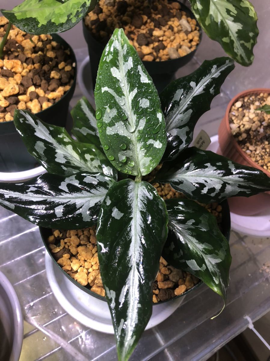 Aglaonema pictum AP, LA1016-03j 増殖子株