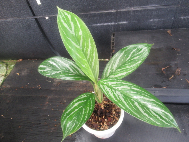Aglaonema カーティシー ニティドゥム 現品お届けアグラオネマ nitidum