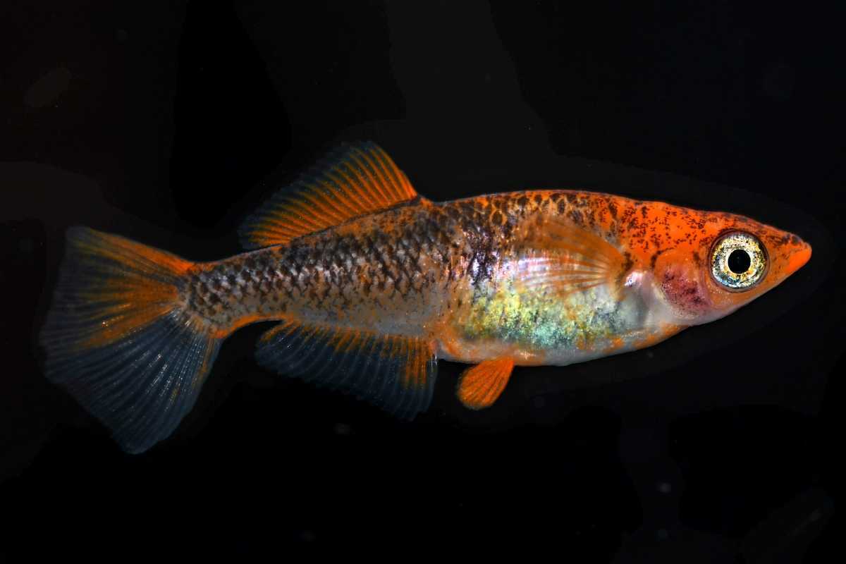 【めだか屋さくら】乙羽(当方オリジナル)　1ペア　 Mサイズ 《2月12日13日発送》