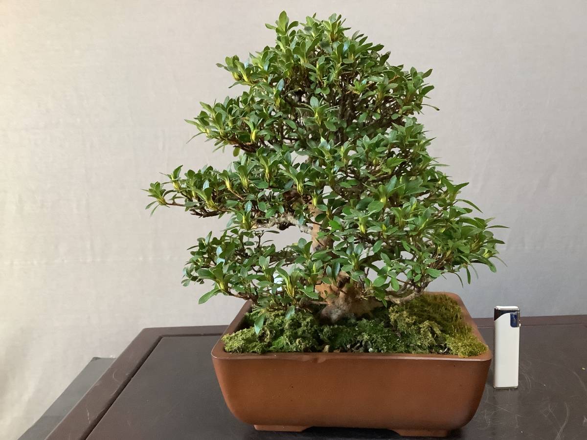 超極太】皐月盆栽 晃山錦 二世代作込 古木 根張り抜群 完成樹候補