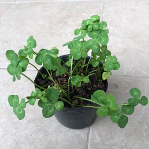 五つ葉 クローバーのヤフオク の相場 価格を見る ヤフオク の五つ葉 クローバーのオークション売買情報は8件が掲載されています