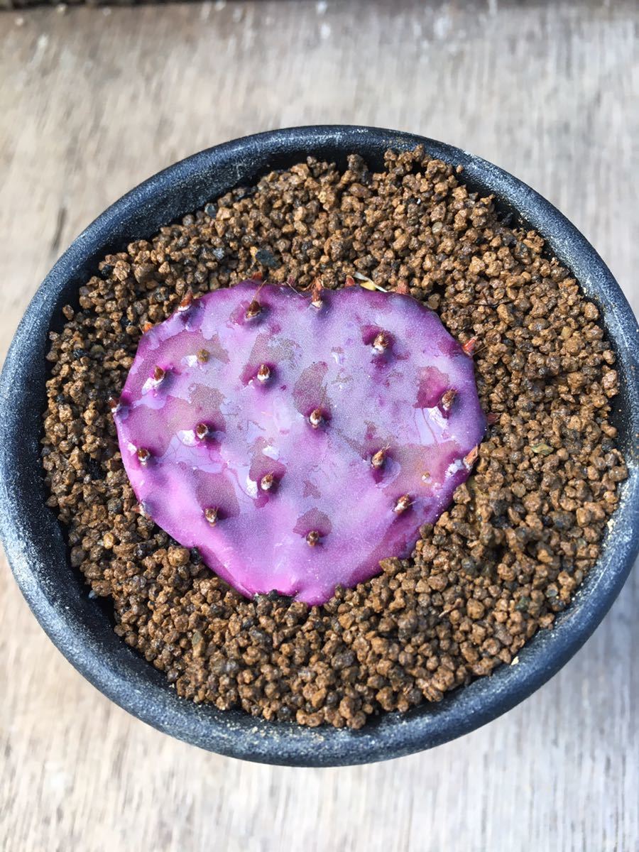 オプンチア サンタリタ 特選コンパクトフォーム(Opuntia santa オプンチア サンタリタ 特選コンパクトフォーム(Opuntia santa