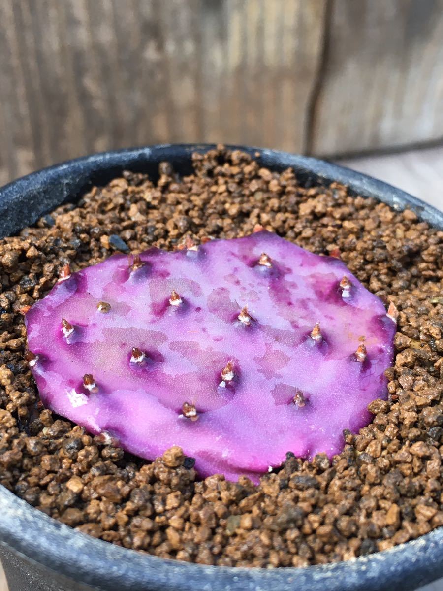 オプンチア サンタリタ 特選コンパクトフォーム(Opuntia santa オプンチア サンタリタ 特選コンパクトフォーム(Opuntia santa