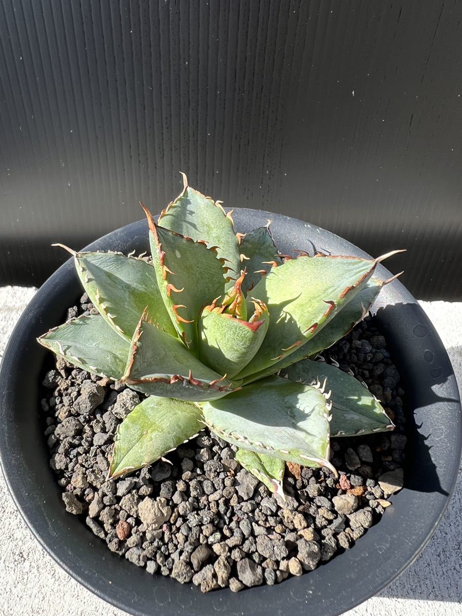 チタノタ フィリグリー 圓葉拇指 アガベ 多肉植物アガベ Agave