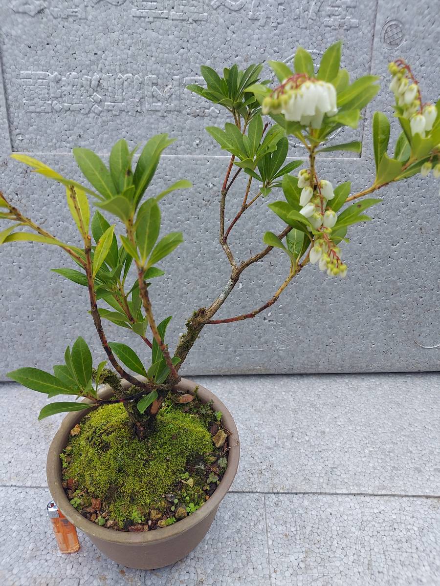 辺境のツツジ科植物 アマミアセビ 奄美大島産 挿し木苗 花芽着き 栽培品 植木 庭木 売買されたオークション情報 Yahooの商品情報をアーカイブ公開 オークファン Aucfan Com