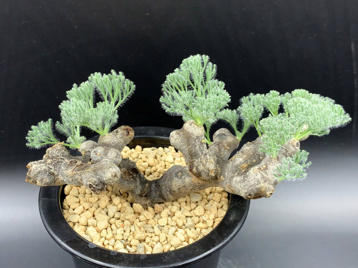 モンソニア ムルチフィダ（旧サルコカウロン） 塊根植物 ふわふわ銀葉 モンソニア ムルチフィダ（旧サルコカウロン） 塊根植物 ふわふわ銀葉