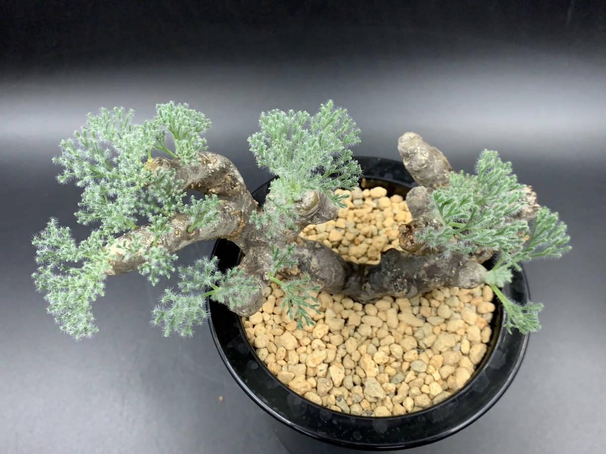 PW》モンソニア“ムルチフィダ（サルコカウロン ムルチフィズム）”塊根