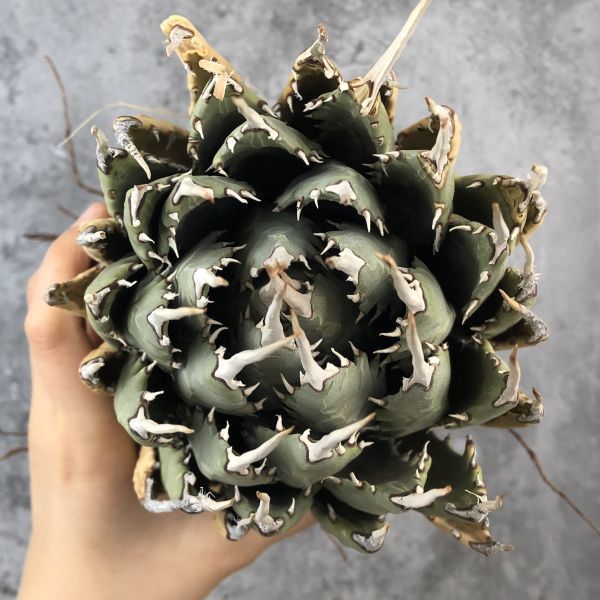 ユタエンシス エボリスピナ アガベ 陽炎 美株 陽炎！ 0 long棘 1 Agave