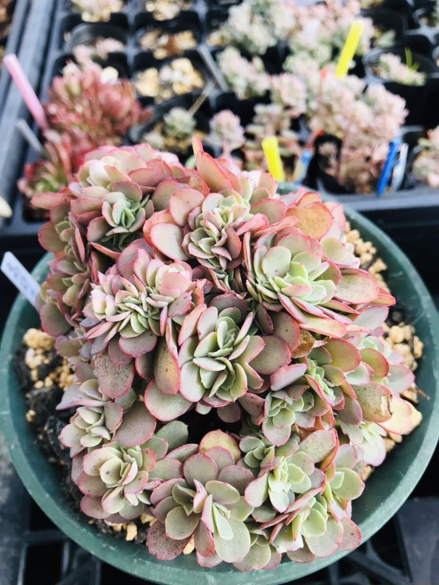 多肉植物 高砂の翁 綴化 育つと花束みたいになりました カット苗 赤棒 サボテン 売買されたオークション情報 Yahooの商品情報をアーカイブ公開 オークファン Aucfan Com