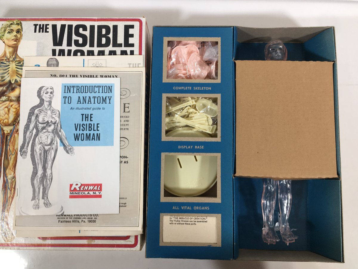 模型・プラモデル 当時物 絶版プラモデル RENWAL 人体模型 VISIBLE WOMAN