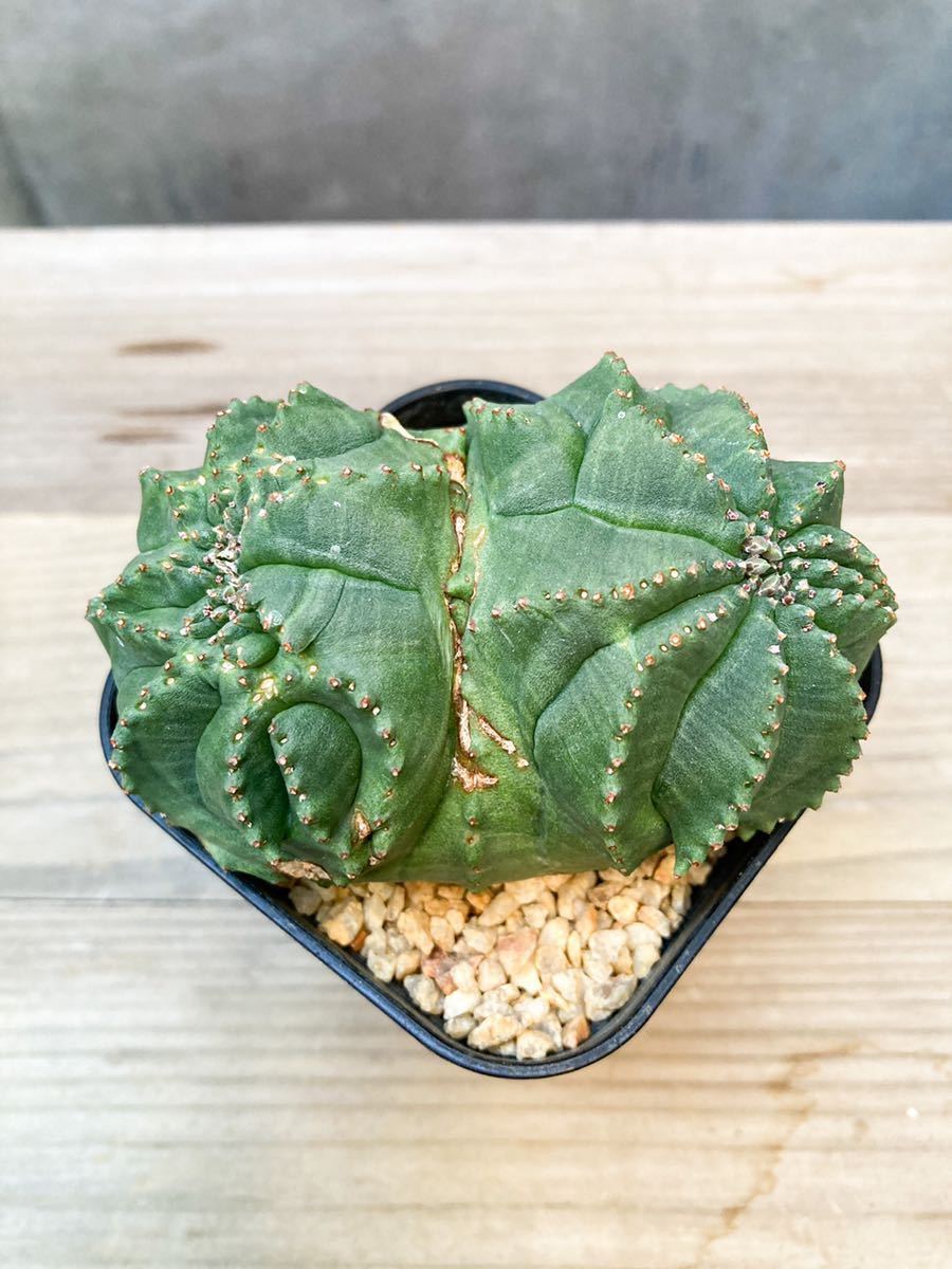 Euphorbia obesa D14【綴化・モンスト・発根済】ユーフォルビア オベサ 